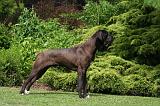 DOGUE ALLEMAND 833